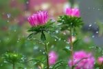 کاهش ۵۰ درصدی میزان بارش‌ها در مراغه