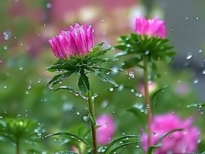 کاهش ۵۰ درصدی میزان بارش‌ها در مراغه