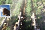 پژوهشگر کشاورزی: حبوبات دیم به صورت جفت ردیف کشت شود