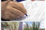 دانش تولید گندم دامون و آیسان در کرمانشاه به بخش خصوصی واگذار شد