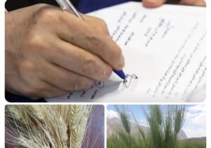 دانش تولید گندم دامون و آیسان در کرمانشاه به بخش خصوصی واگذار شد