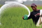 توزیع بیش از ۴ هزار تن کود در بین کشاورزان مراغه‌ای