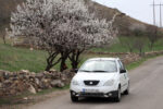 شکوفه‌های بهاری در شهرستان اهر