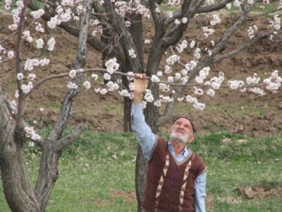 توصیه‌های جهاد کشاورزی آذربایجان شرقی برای پیشگیری از خسارات سرمازدگی