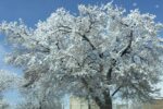 برف بهاری شهرهای شمال شرق آذربایجان‌شرقی را سفیدپوش کرد