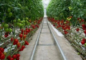 صادرات ۱۰۰ میلیون دلاری محصولات گلخانه‌ای از آذربایجان‌شرقی