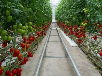 صادرات ۱۰۰ میلیون دلاری محصولات گلخانه‌ای از آذربایجان‌شرقی