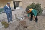 کاشت بیش از ۲۰ هزار اصله نهال در طرح “خانه سبز “