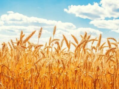 آذربایجان شرقی در کشور در زمینه سطح کاشت گندم جایگاه سوم را دارد