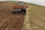آغاز کشت گاودانه در اراضی دیم بستان‌آباد