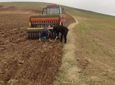 آغاز کشت گاودانه در اراضی دیم بستان‌آباد