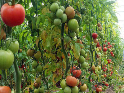 صادرات یکهزار تن محصولات گلخانه‌ای از ارس به بازارهای بین‌الملل