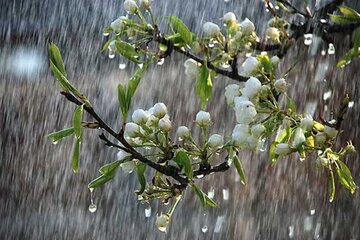 ۶۸.۶ میلی‌متر بارش سه روزه در کلیبر