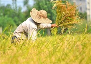 سهم ۱۷ درصدی بخش کشاورزی در اشتغال آذربایجان‌شرقی