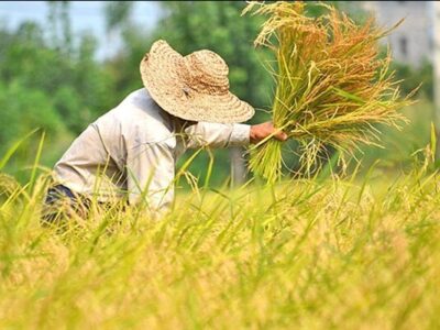 سهم ۱۷ درصدی بخش کشاورزی در اشتغال آذربایجان‌شرقی