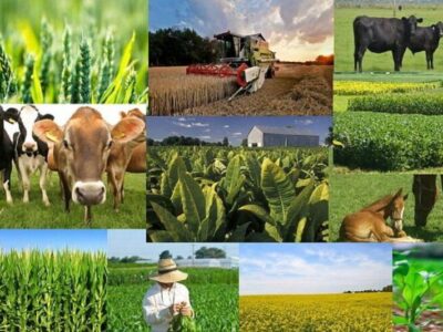 آذربایجان شرقی در ۱۷ محصول کشاورزی رتبه برتر کشور را دارد