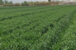 علف‌های هرز، سن و زنگ گندم تهدیدی جدی برای مزارع