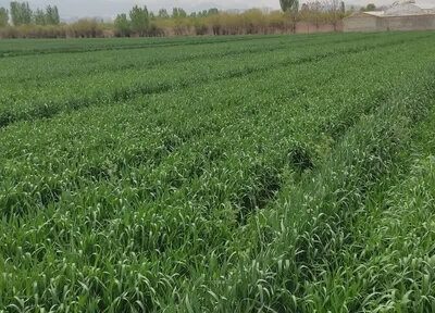 علف‌های هرز، سن و زنگ گندم تهدیدی جدی برای مزارع