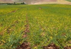 کشت آزمایشی نخود علوفه‌ای در ۳۰ هکتار از اراضی دیم بستان‌آباد