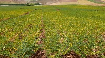 کشت آزمایشی نخود علوفه‌ای در ۳۰ هکتار از اراضی دیم بستان‌آباد
