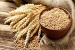 پیش بینی تولید ۱۱ میلیون تن گندم در سال جاری