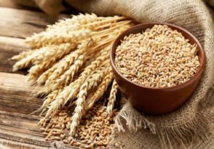 پیش بینی تولید ۱۱ میلیون تن گندم در سال جاری
