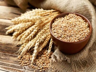 پیش بینی تولید ۱۱ میلیون تن گندم در سال جاری