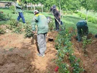 کاشت ۴۸ هزار بوته گل رز و زرشک  در سطح جنوب غرب تبریز
