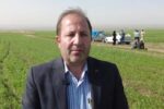 آفت سن به جان گندم‌زارهای مراغه افتاد؛ واکنش سریع جهاد کشاورزی 