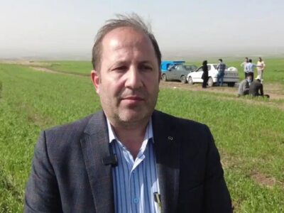 آفت سن به جان گندم‌زارهای مراغه افتاد؛ واکنش سریع جهاد کشاورزی 