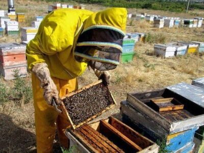رکوردشکنی آذربایجان‌شرقی در تولید عسل