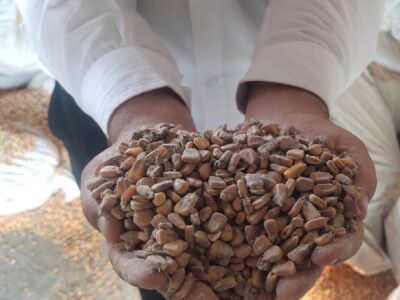 پلمب ۴ کارگاه غیرمجاز تولید خوراک دام و طیور در مرند