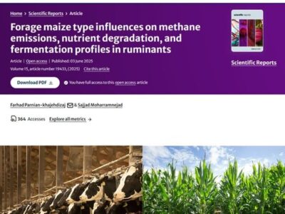 ارتباط مستقیم بین نوع ژنتیکی ذرت علوفه‌ای با شاخص‌های زیست محیطی در تغذیه دام تحلیل شد