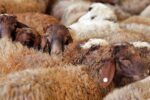 تعیین ۹ محل رسمی برای عرضه و ذبح بهداشتی دام در تبریز