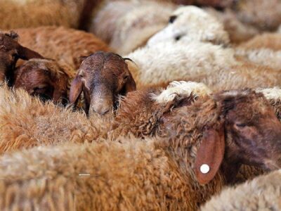 تعیین ۹ محل رسمی برای عرضه و ذبح بهداشتی دام در تبریز