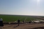 خسارت ۷۱ هزار میلیارد ریالی به مزارع گندم آذربایجان شرقی