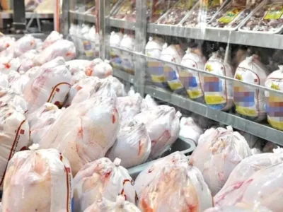 ۶ میلیون قطعه جوجه ریزی انجام شده در آذربایجان شرقی بیش از نیاز استان است