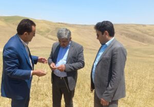 پیش بینی پرداخت ۱۳۰ هزار میلیارد ریال غرامت به بخش زراعت گندم کشور