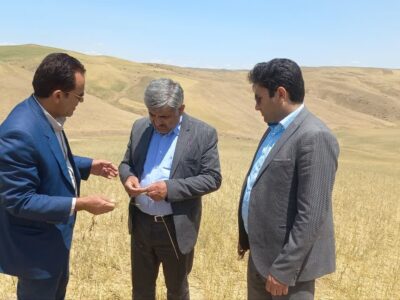 پیش بینی پرداخت ۱۳۰ هزار میلیارد ریال غرامت به بخش زراعت گندم کشور