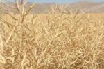 برداشت کلزا از مزارع آذربایجان شرقی آغاز شد