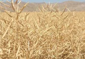 برداشت کلزا از مزارع آذربایجان شرقی آغاز شد
