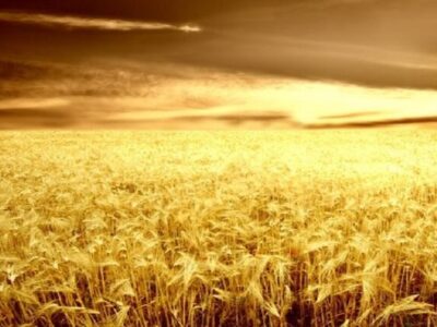 آغاز برداشت گندم از ۸ هزار هکتار زمین در شهرستان خداآفرین