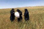 مبارزه با آفت سن گندم در سطح ۸۵ هزار هکتار از اراضی آذربایجان شرقی