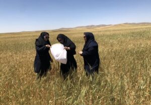 مبارزه با آفت سن گندم در سطح ۸۵ هزار هکتار از اراضی آذربایجان شرقی