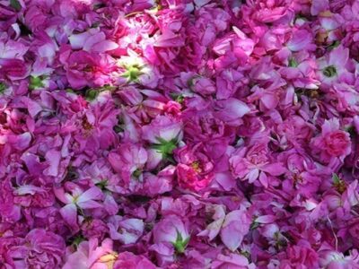 آذربایجان شرقی چهارمین قطب تولید گل محمدی در کشور