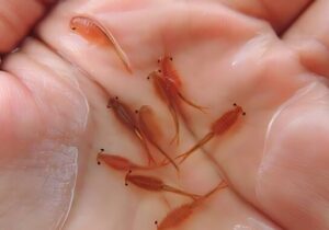 اولین مزرعه پرورش آرتمیا در آذربایجان شرقی به بهره‌برداری می‌رسد