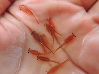 اولین مزرعه پرورش آرتمیا در آذربایجان شرقی به بهره‌برداری می‌رسد