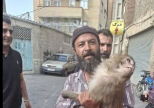 حادثه‌ای عجیب در تبریز ؛ هجوم میمون‌های به قلب تبریز!