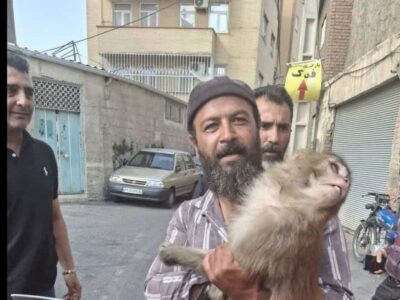 حادثه‌ای عجیب در تبریز ؛ هجوم میمون‌های به قلب تبریز!