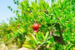 استفاده از عوامل بیولوژیک در باغات انار جلفا
